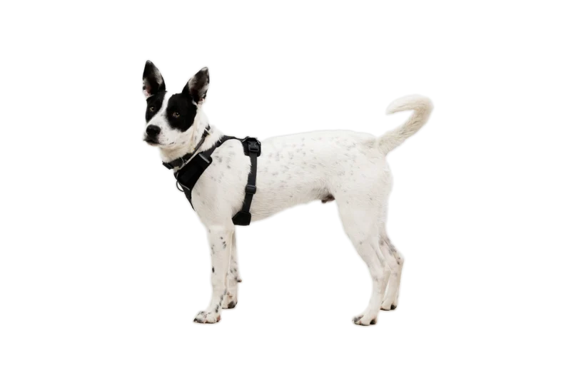 Ruffwear Front Range® Flex Harness Basalt Grey - Image 8